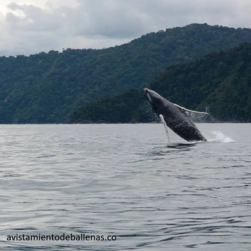 Bahía Solano - Plan Avistamiento De Ballenas Playa Dubai