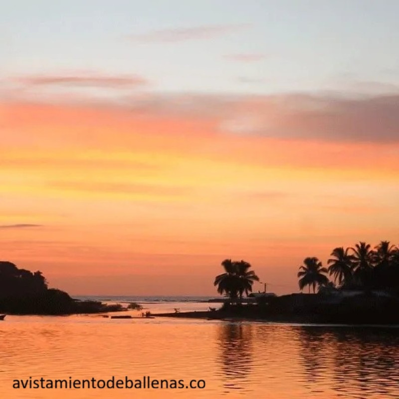 Bahía Solano - Plan Avistamiento De Ballenas Playa Dubai