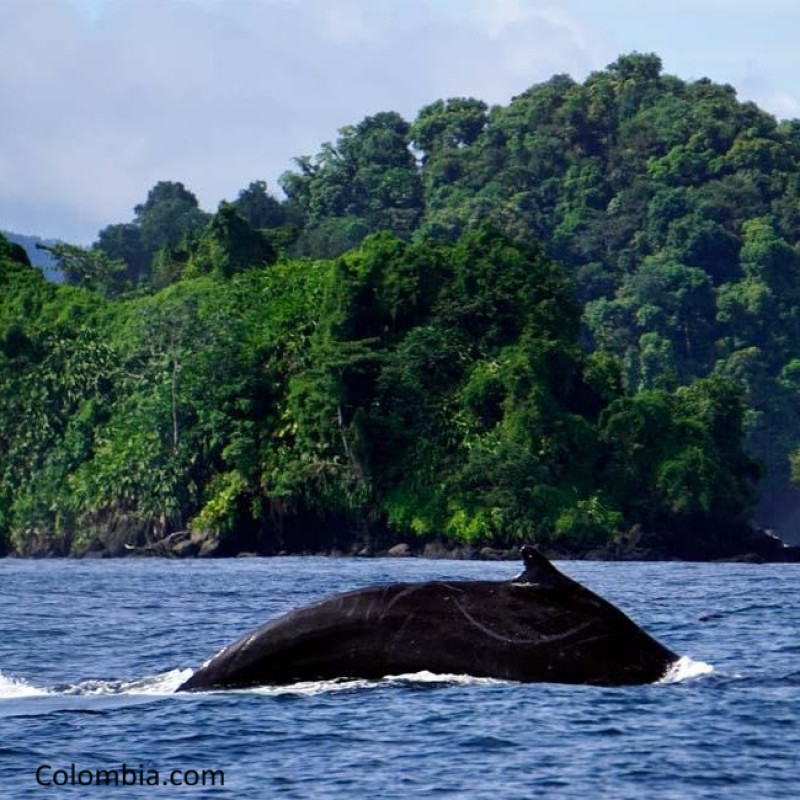 Bahía Solano - Plan Ballenas A La Vista Ecolodge El Almejal