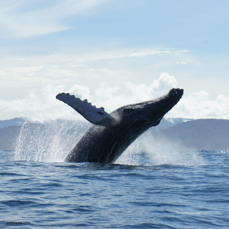 Bahía Solano - Plan De Avistamiento De Ballenas Ecolodge Kipará