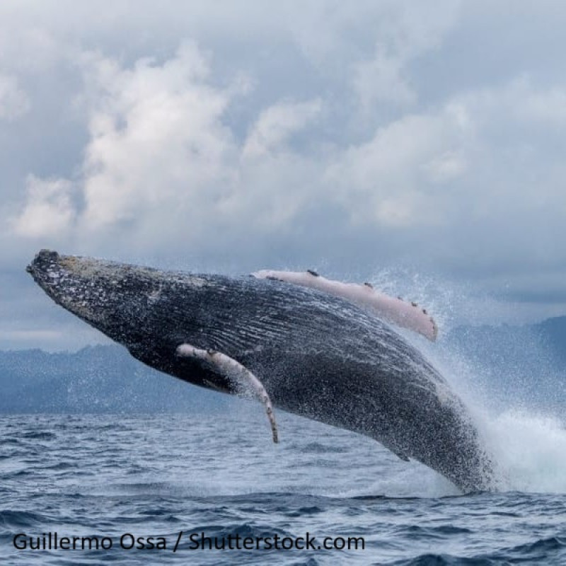 Nuquí - Plan Relajante Ecohotel La Joviseña