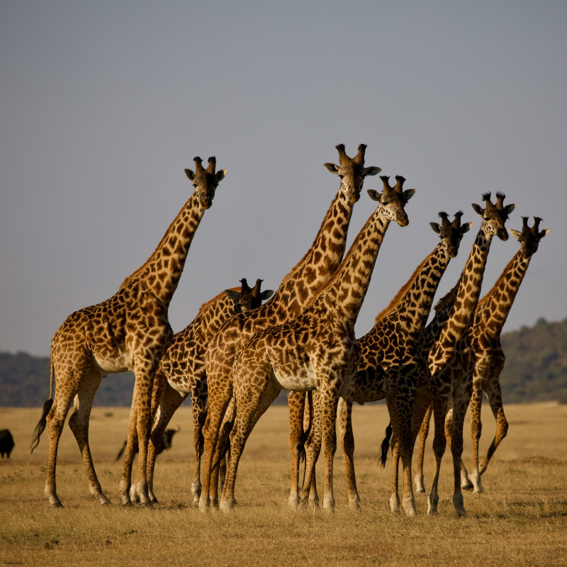Safari áfrica, Kenia y Tanzania
